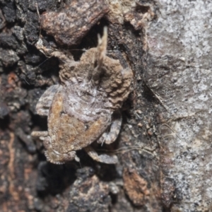 Fulgoroidea (superfamily) at Higgins, ACT - 9 Oct 2021 02:21 PM