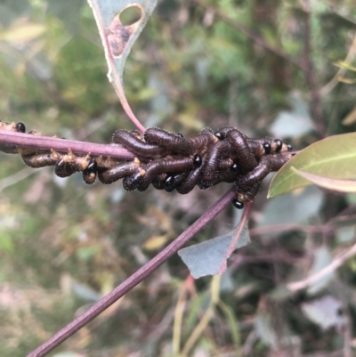 Pergidae sp. (family) (Unidentified Sawfly) at Flea Bog Flat to Emu Creek Corridor - 13 Oct 2021 by Dora