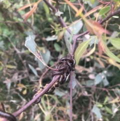 Pergidae sp. (family) at Belconnen, ACT - 13 Oct 2021 06:07 PM