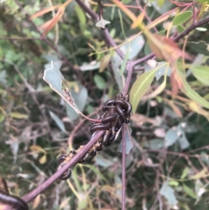 Pergidae sp. (family) at Belconnen, ACT - 13 Oct 2021 06:07 PM