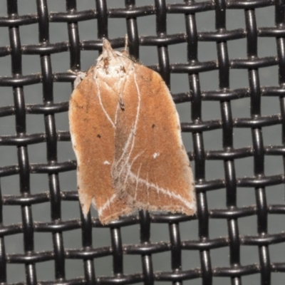 Arachnographa micrastrella (A concealer moth) at Higgins, ACT - 9 Oct 2021 by AlisonMilton