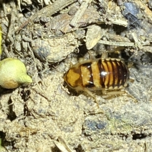 Robshelfordia simplex at Jerrabomberra, NSW - 12 Oct 2021