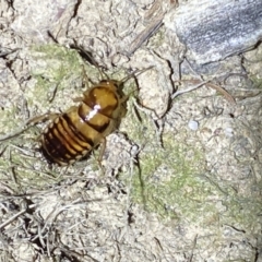 Robshelfordia simplex at Jerrabomberra, NSW - 12 Oct 2021