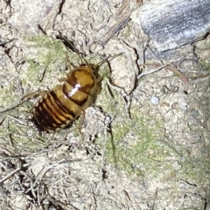 Robshelfordia simplex at Jerrabomberra, NSW - 12 Oct 2021