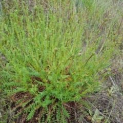 Sanguisorba minor (Salad Burnet, Sheep's Burnet) at Jerrabomberra, ACT - 13 Oct 2021 by Mike