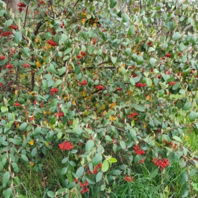 Cotoneaster glaucophyllus (Cotoneaster) at Jerrabomberra, ACT - 13 Oct 2021 by Mike