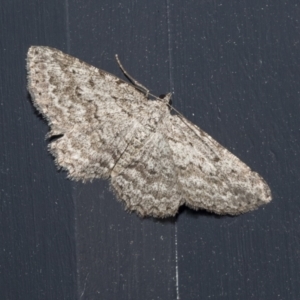 Psilosticha absorpta at Higgins, ACT - 9 Oct 2021 08:20 PM