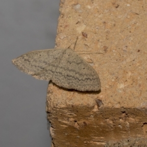 Scopula rubraria at Higgins, ACT - 9 Oct 2021