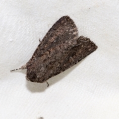 Diarsia intermixta (Chevron Cutworm, Orange Peel Moth.) at Higgins, ACT - 11 Oct 2021 by AlisonMilton