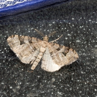 Epyaxa sodaliata (Sodaliata Moth, Clover Moth) at Higgins, ACT - 11 Oct 2021 by AlisonMilton