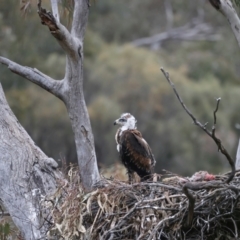 Aquila audax (Wedge-tailed Eagle) at Ainslie, ACT - 12 Oct 2021 by jb2602