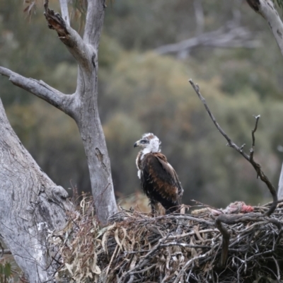 Aquila audax (Wedge-tailed Eagle) at Ainslie, ACT - 12 Oct 2021 by jb2602