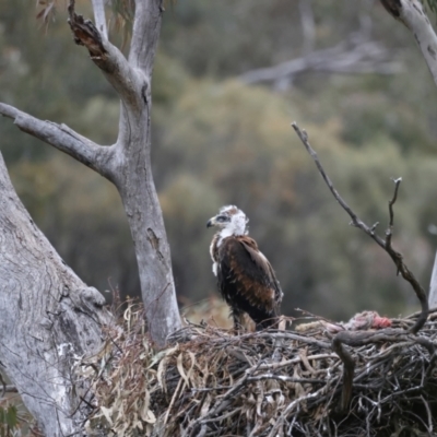 Aquila audax (Wedge-tailed Eagle) at Ainslie, ACT - 11 Oct 2021 by jbromilow50