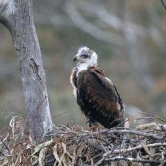 Aquila audax at Ainslie, ACT - suppressed