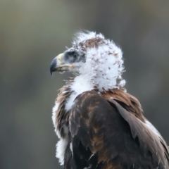 Aquila audax at Ainslie, ACT - suppressed