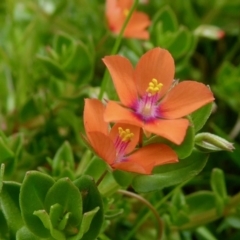 Lysimachia arvensis (Scarlet Pimpernel) at Yass River, NSW - 10 Oct 2021 by SenexRugosus