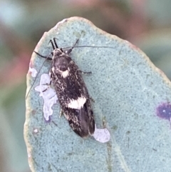 Leistomorpha brontoscopa (A concealer moth) at Binalong, NSW - 13 Oct 2021 by SteveBorkowskis