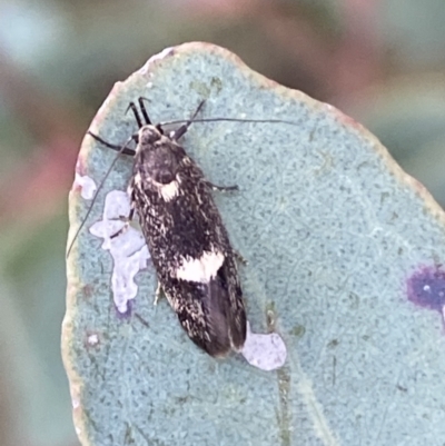 Leistomorpha brontoscopa (A concealer moth) at Binalong, NSW - 13 Oct 2021 by SteveBorkowskis