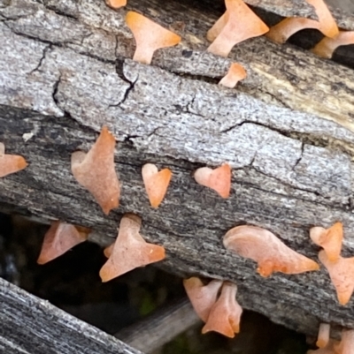 zz jelly-like puzzles at Binalong, NSW - 13 Oct 2021 by SteveBorkowskis