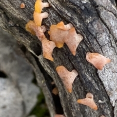 zz jelly-like puzzles at Binalong, NSW - 13 Oct 2021