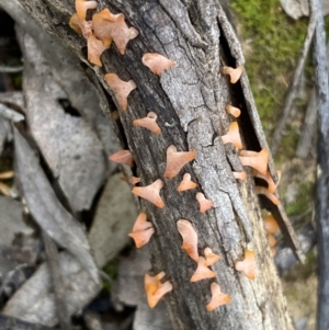 zz jelly-like puzzles at Binalong, NSW - 13 Oct 2021