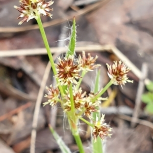 Luzula densiflora at Cook, ACT - 5 Oct 2021