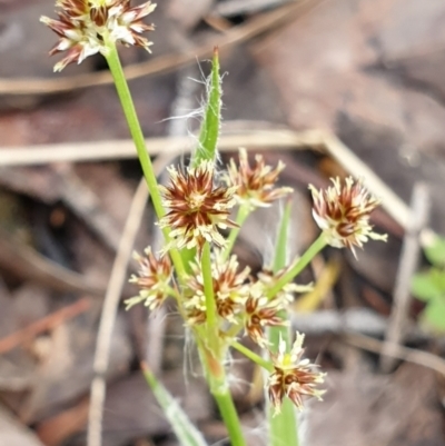 Luzula densiflora (Dense Wood-rush) at Cook, ACT - 4 Oct 2021 by drakes