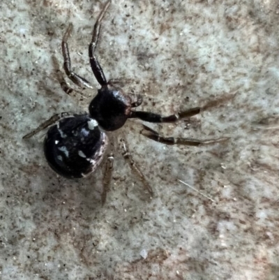 Tharpyna diademata (Diamond Tharpyna) at Murrumbateman, NSW - 13 Oct 2021 by SimoneC
