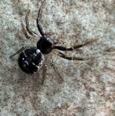 Tharpyna diademata (A crab spider) at Murrumbateman, NSW - 13 Oct 2021 by SimoneC