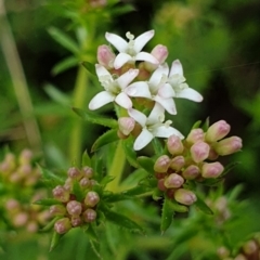 Asperula conferta (Common Woodruff) at Cook, ACT - 4 Oct 2021 by drakes