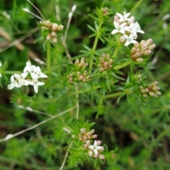 Asperula conferta at Cook, ACT - 5 Oct 2021