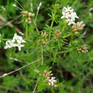 Asperula conferta at Cook, ACT - 5 Oct 2021 09:26 AM