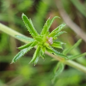 Asperula conferta at Cook, ACT - 5 Oct 2021