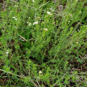 Asperula conferta at Cook, ACT - 5 Oct 2021