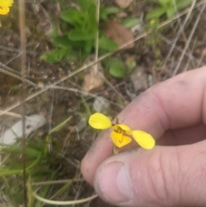 Diuris sp. (hybrid) at Lake George, NSW - 13 Oct 2021