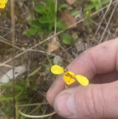 Diuris sp. (hybrid) (Hybrid Donkey Orchid) at Lake George, NSW - 13 Oct 2021 by MPennay