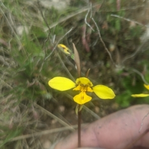 Diuris sp. (hybrid) at Lake George, NSW - 13 Oct 2021