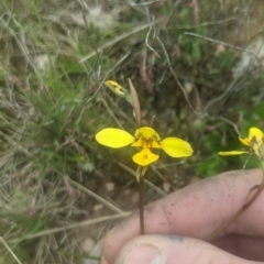 Diuris sp. (hybrid) at Lake George, NSW - 13 Oct 2021