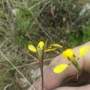 Diuris sp. (hybrid) at Lake George, NSW - 13 Oct 2021