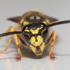 Vespula germanica (German Yellowjacket Wasp (also known as European Wasp)) at Evatt, ACT - 9 Oct 2021 by TimL