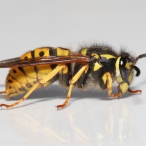 Vespula germanica at Evatt, ACT - 9 Oct 2021