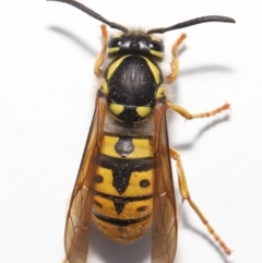 Vespula germanica at Evatt, ACT - 9 Oct 2021