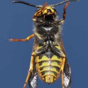 Vespula germanica at Evatt, ACT - 9 Oct 2021