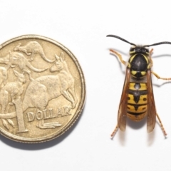 Vespula germanica at Evatt, ACT - 9 Oct 2021