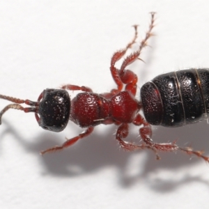 Tiphiidae (family) at Evatt, ACT - 11 Oct 2021 03:32 PM