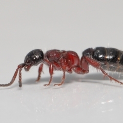 Tiphiidae (family) at Evatt, ACT - 11 Oct 2021 03:32 PM