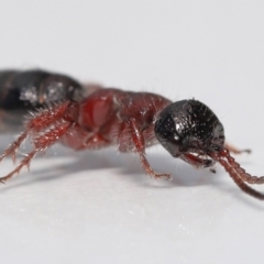 Tiphiidae (family) at Evatt, ACT - 11 Oct 2021