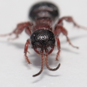 Tiphiidae (family) at Evatt, ACT - 11 Oct 2021