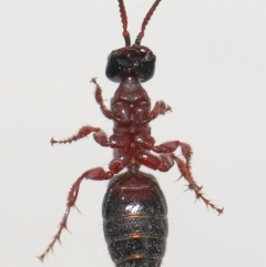 Tiphiidae (family) at Evatt, ACT - 11 Oct 2021