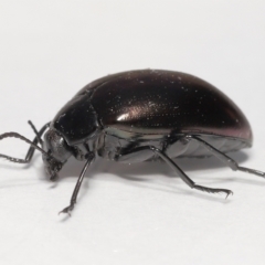 Chalcopteroides spectabilis (Rainbow darkling beetle) at Evatt, ACT - 9 Oct 2021 by TimL